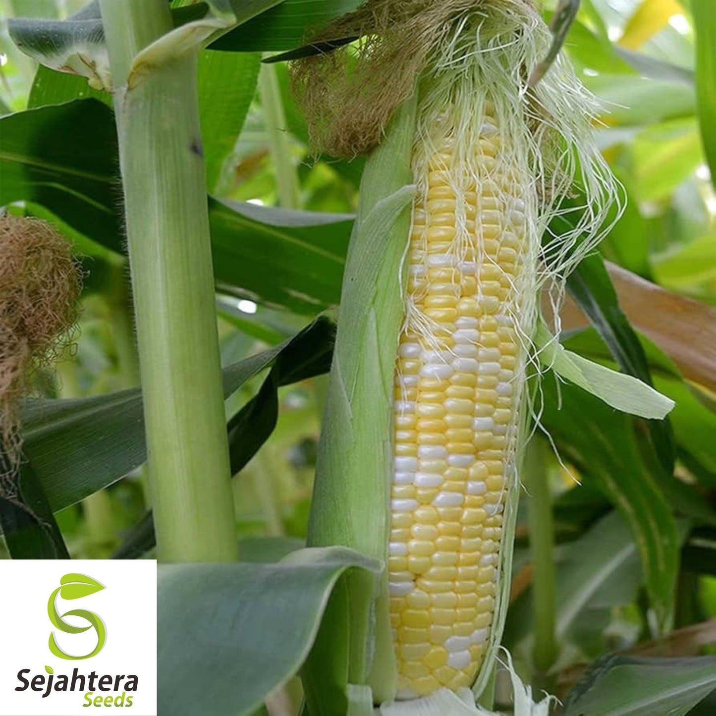 Peaches & Cream Corn Seeds - 30 Organic Heirloom - Sweet & Juicy - Non-GMO
