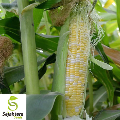 Peaches & Cream Corn Seeds - 30 Organic Heirloom - Sweet & Juicy - Non-GMO