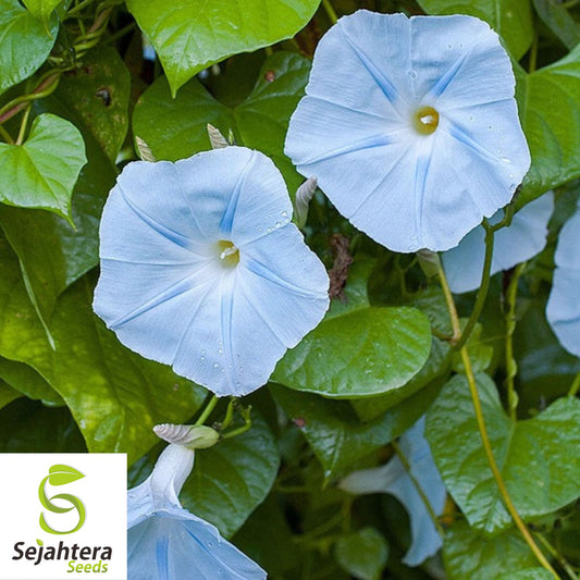 30+ Blue Star Morning Glory Seeds - Ipomea Tricolor, Vibrant Climbing Flower