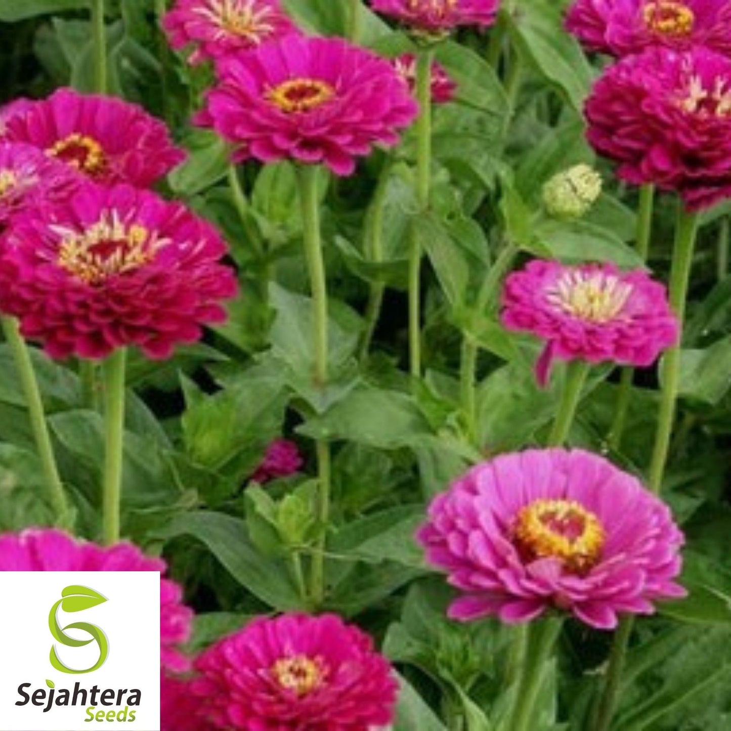 Zinnia Pumila Mix Seeds 200+ | Colorful Rainbow Blooms Flower NON-GMO USA