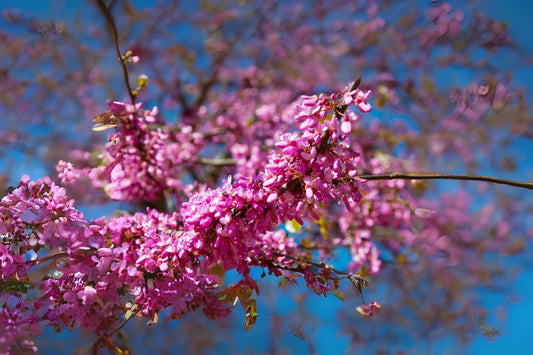 Judas Tree (Cercis siliquastrum)