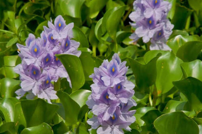 3 Medium Water Hyacinth Pond Plants | Floating Live Aquatic Plants