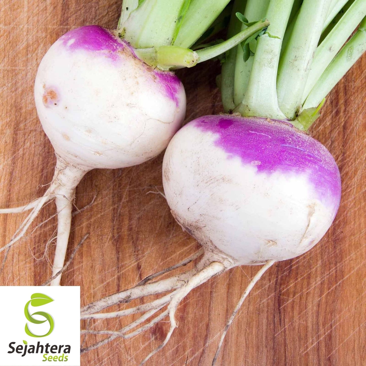 Purple Top Turnip Seeds 1000+ | White Globe Vegetable NON-GMO USA