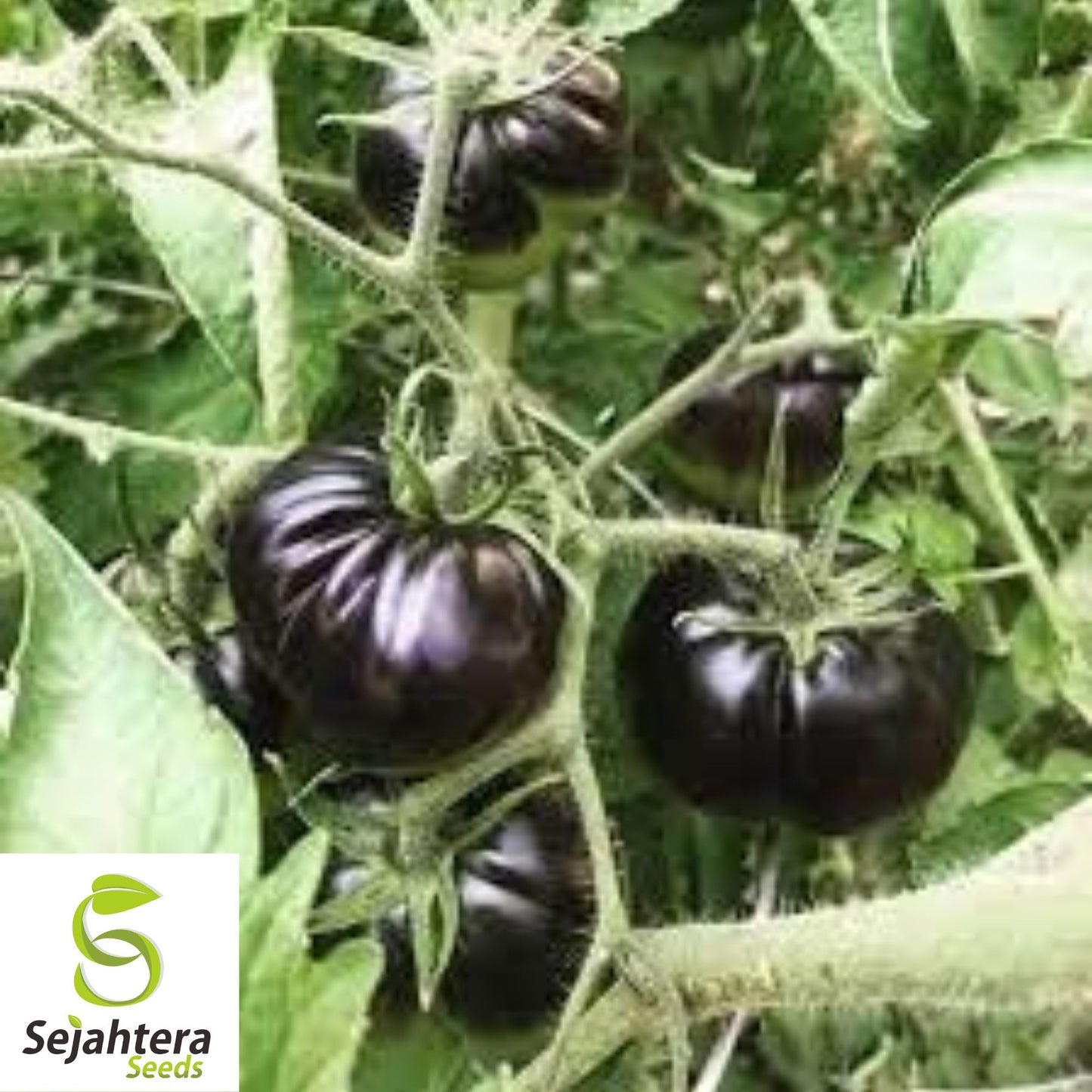 Black Sea Man Tomato Seeds - 120+ Heirloom, Organic, Non-GMO & Rare