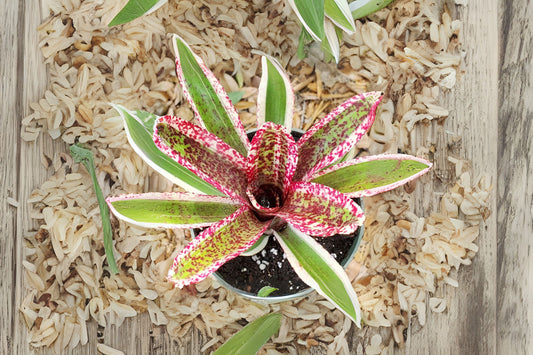 Bromeliad Plant 4 Inch Pot Neoregelia Heat Rash Tropical Houseplant - Ideal for Indoor Gardens and Plant Collectors