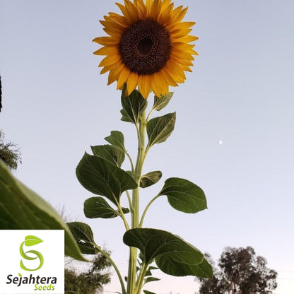 Mammoth Grey Stripe Sunflower Seeds 25 Ct | Heirloom Annual Flower USA