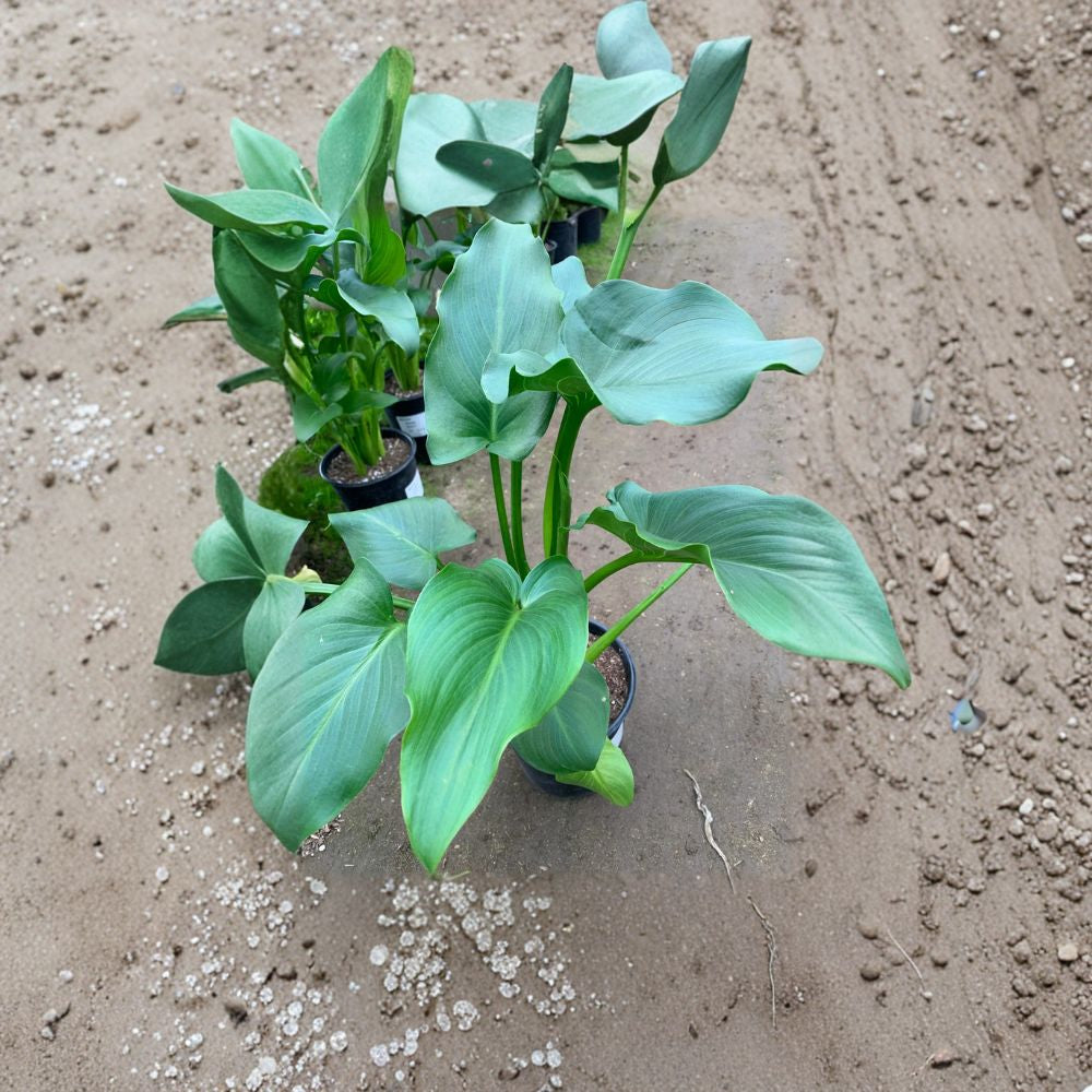 Giant Calla Lily – Zantedeschia Live Plant | 1 Foot Tall | Includes 1 Gallon Nursery Pot  Elegant Trumpet Blooms | Lush Green Foliage | Bold Garden Accent