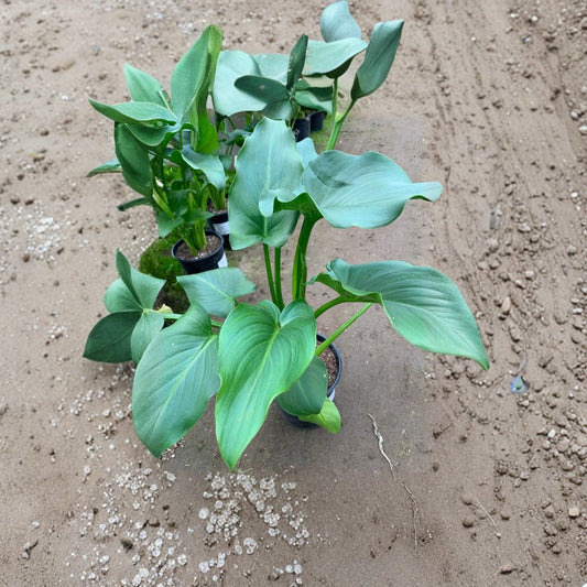 Giant Calla Lily – Zantedeschia Live Plant | 1 Foot Tall | Includes 1 Gallon Nursery Pot  Elegant Trumpet Blooms | Lush Green Foliage | Bold Garden Accent