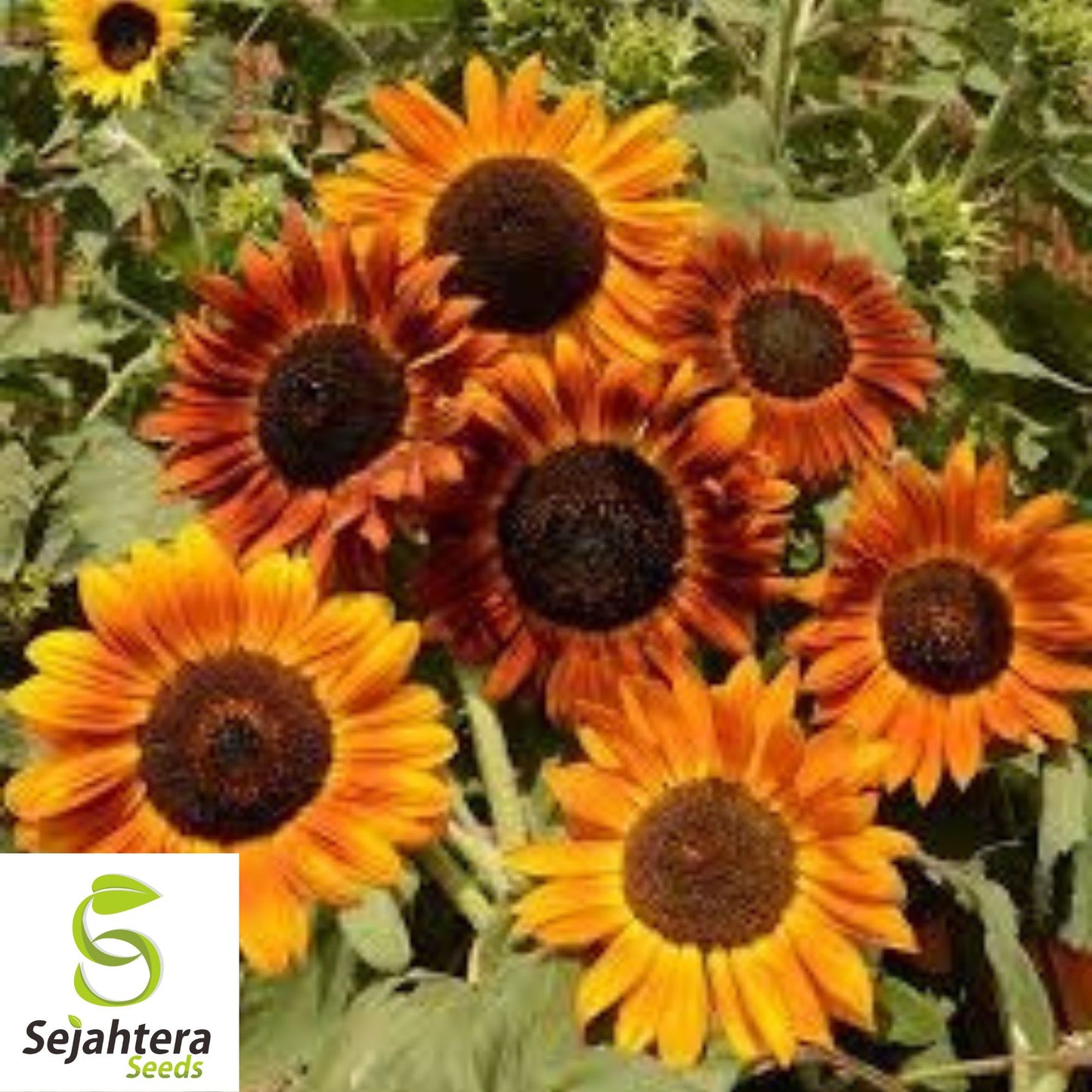Earthwalker Sunflower Seeds - 100+ Heirloom, Colorful, Rare & Pollinator-Friendly