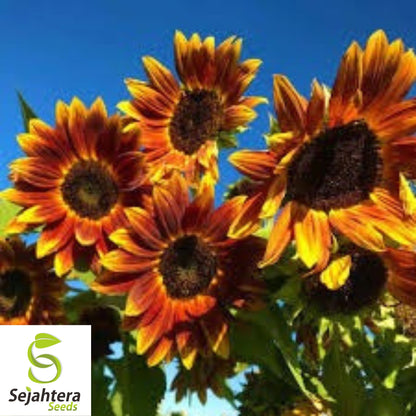 Earthwalker Sunflower Seeds - 100+ Heirloom, Colorful, Rare & Pollinator-Friendly