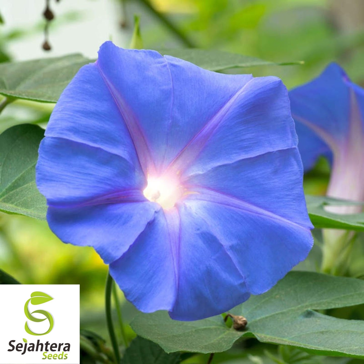 30+ Blue Star Morning Glory Seeds - Ipomea Tricolor, Vibrant Climbing Flower