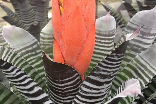 Aechmea Chantinii 'DeLeon' 6" Pot - Unique Dark Green Foliage & Red Bloom - Aechmea Plant for Interior & Landscape