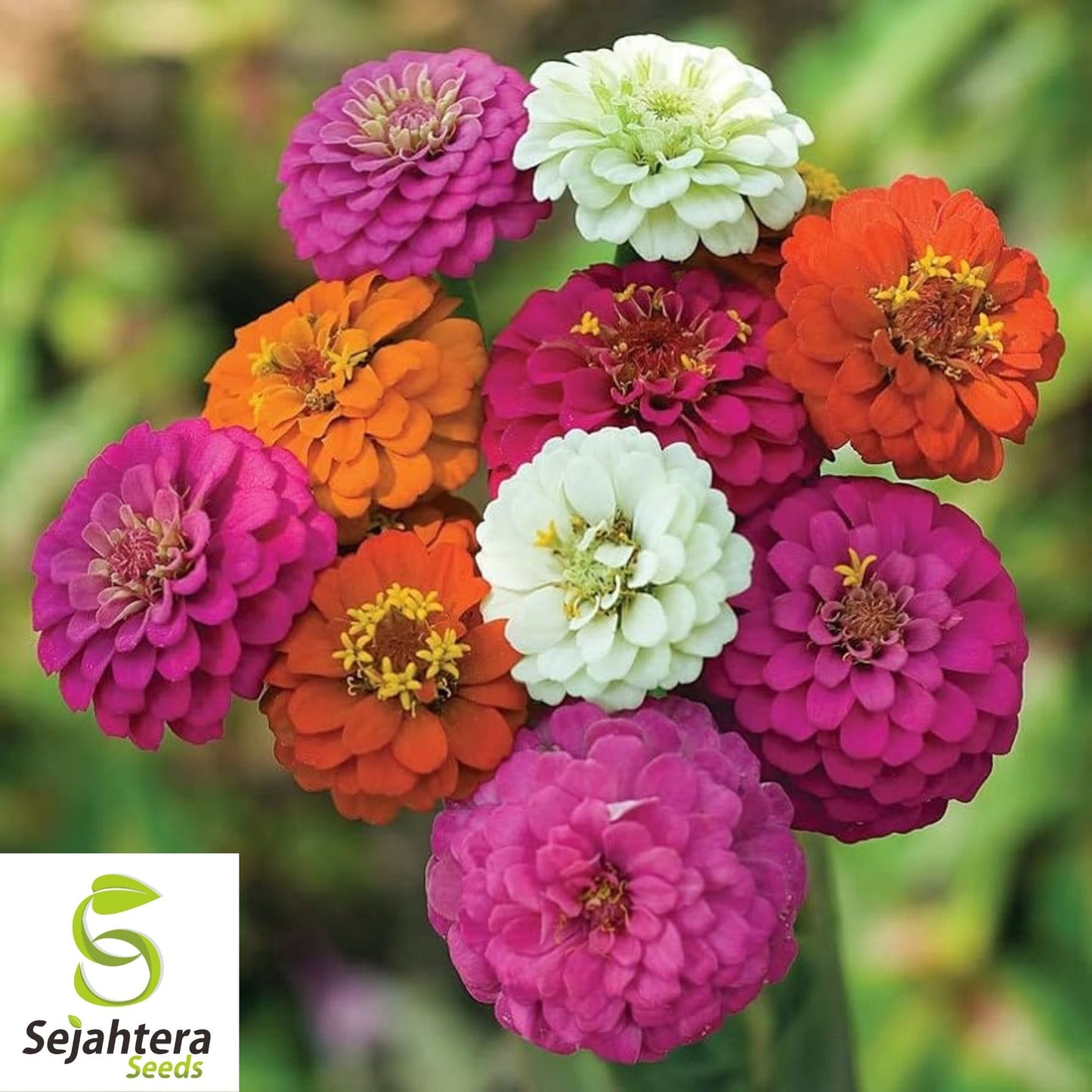 Zinnia Pumila Mix Seeds 200+ | Colorful Rainbow Blooms Flower NON-GMO USA