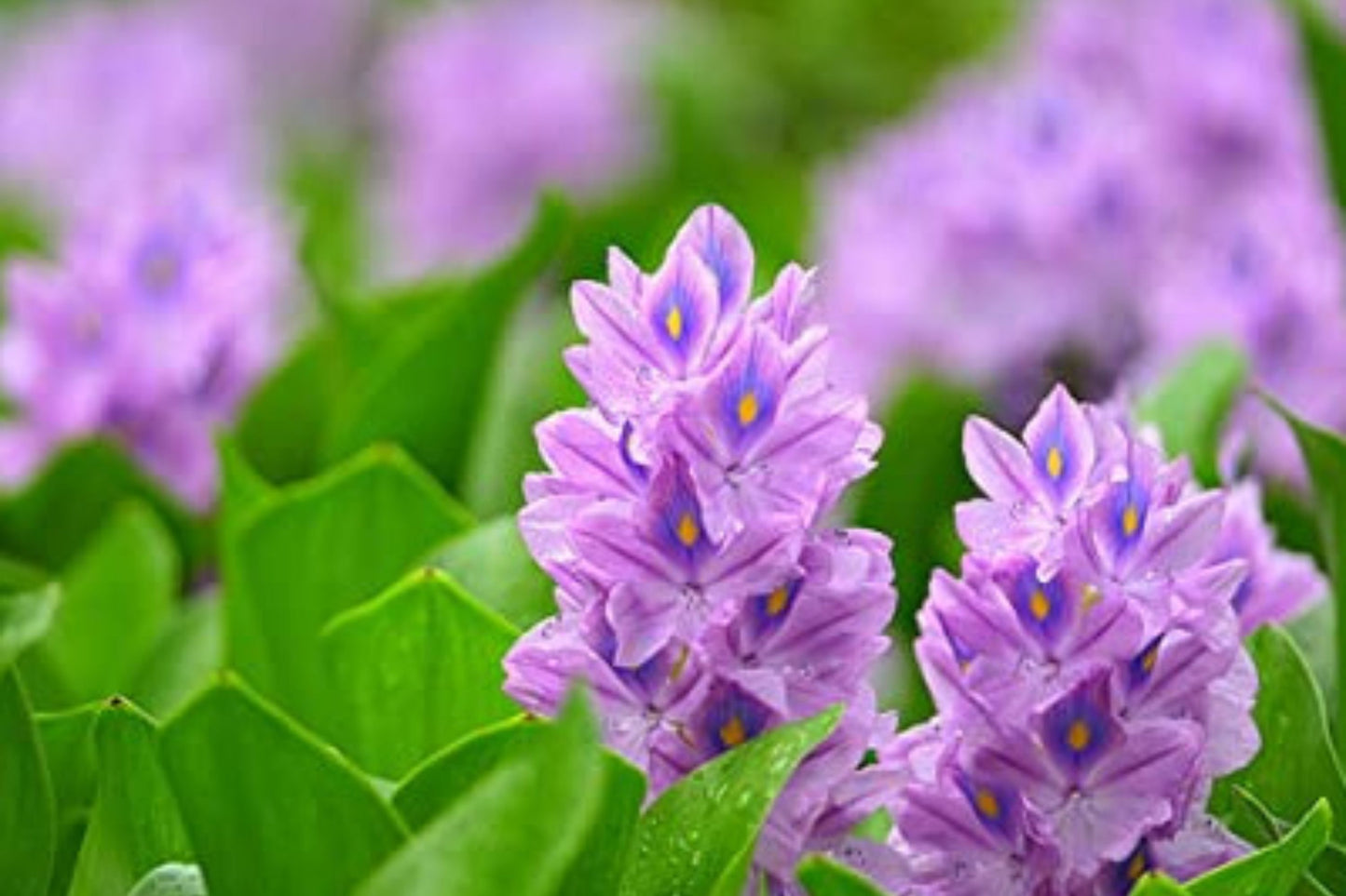 3 Medium Water Hyacinth Pond Plants | Floating Live Aquatic Plants