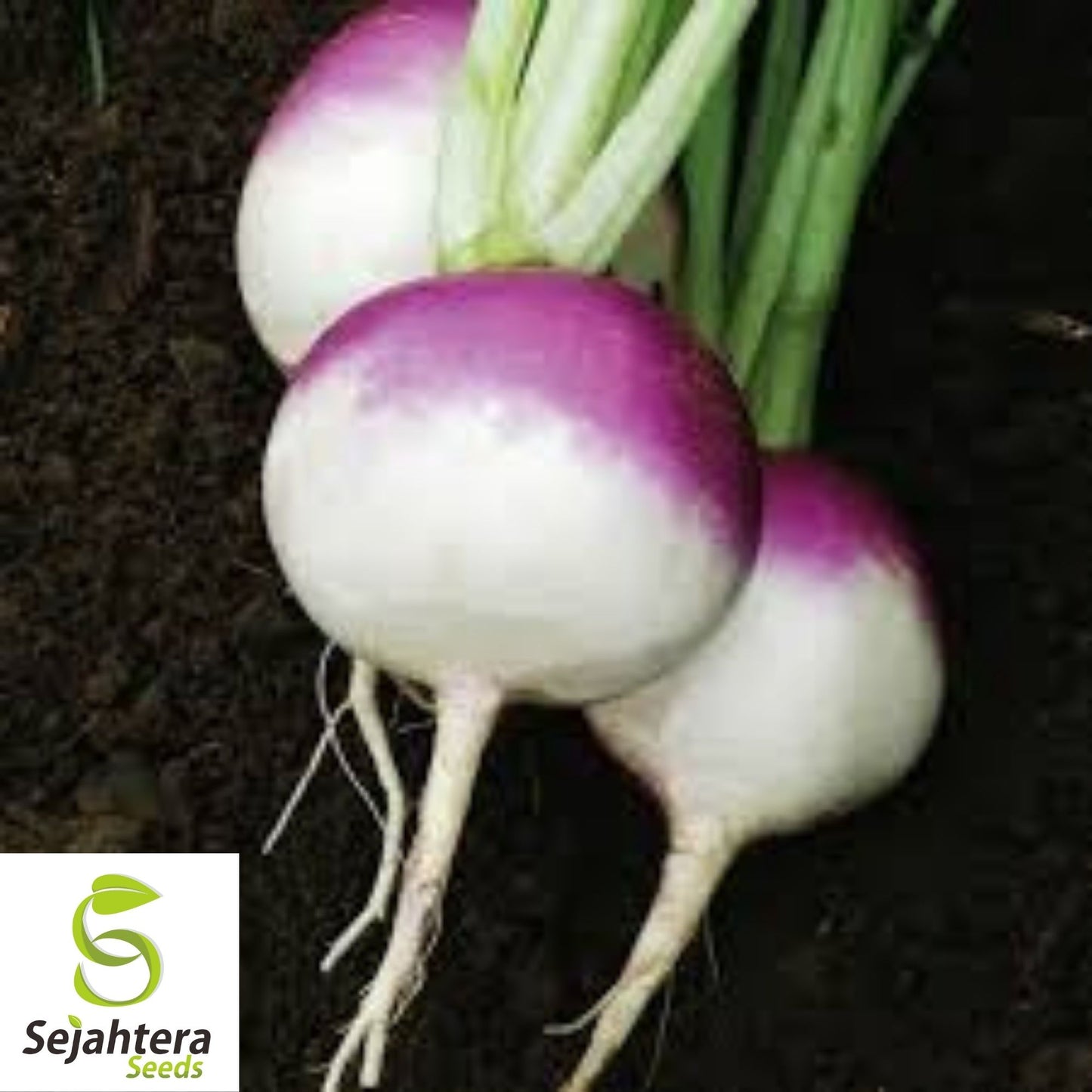 Purple Top Turnip Seeds 1000+ | White Globe Vegetable NON-GMO USA