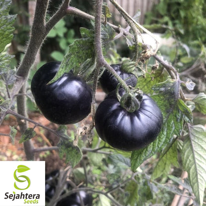 Black Sea Man Tomato Seeds - 120+ Heirloom, Organic, Non-GMO & Rare