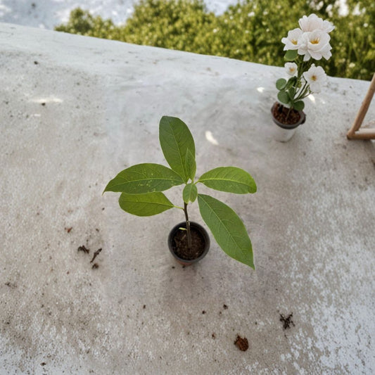 Avocado Tree Seedling – Persea americana Live Plant | 10 Inches Tall | Potted  Trimmed Starter Plant | Tropical Fruit Tree | Ready to Grow