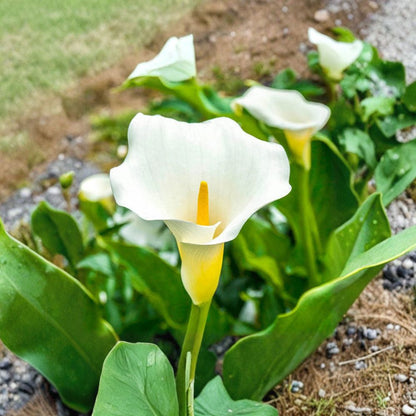 Giant Calla Lily – Zantedeschia Live Plant | 1 Foot Tall | Includes 1 Gallon Nursery Pot  Elegant Trumpet Blooms | Lush Green Foliage | Bold Garden Accent