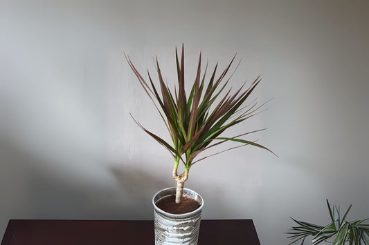 Magenta Dracaena Marginata Live Plant, 4 Inch Burgundy Green Foliage, Rare Indoor Outdoor Starter Plant, Dracaena marginata 'Magenta'