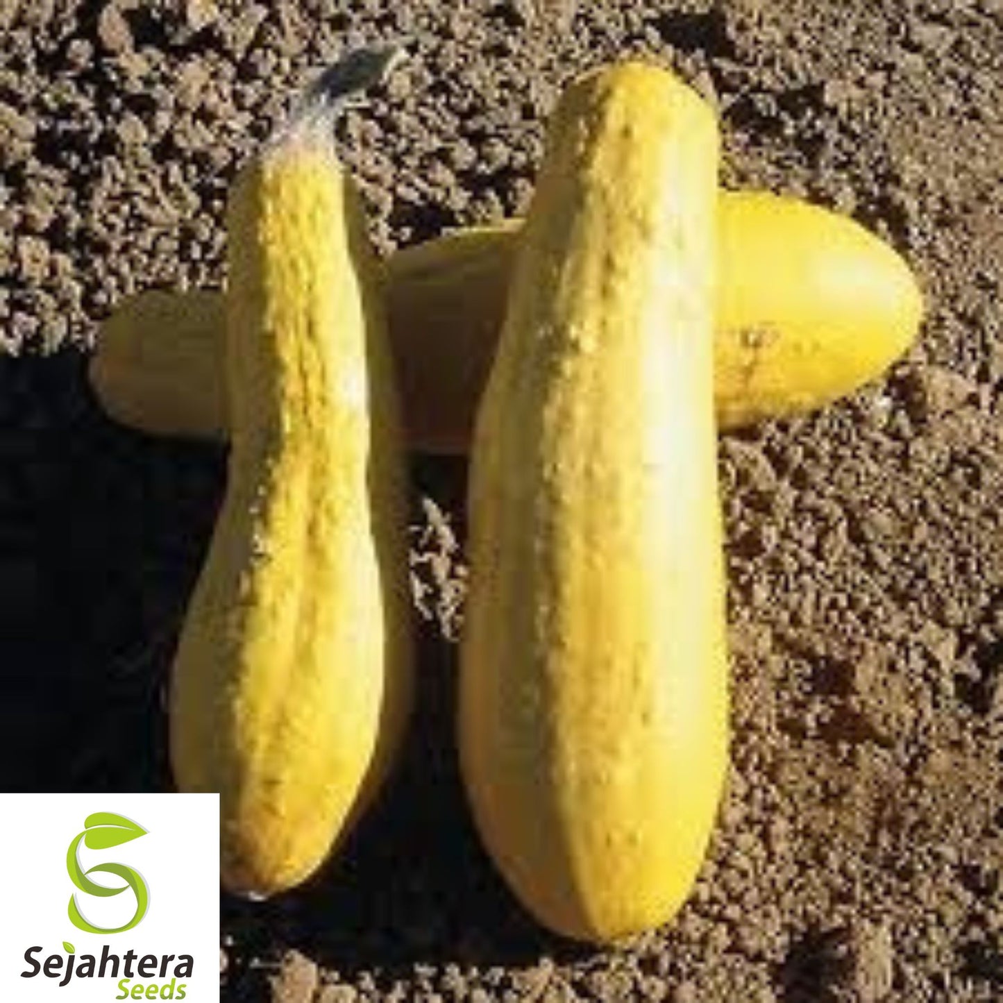 25+ Yellow Crookneck Squash Seeds - Heirloom, Non-GMO, Golden Summer Squash