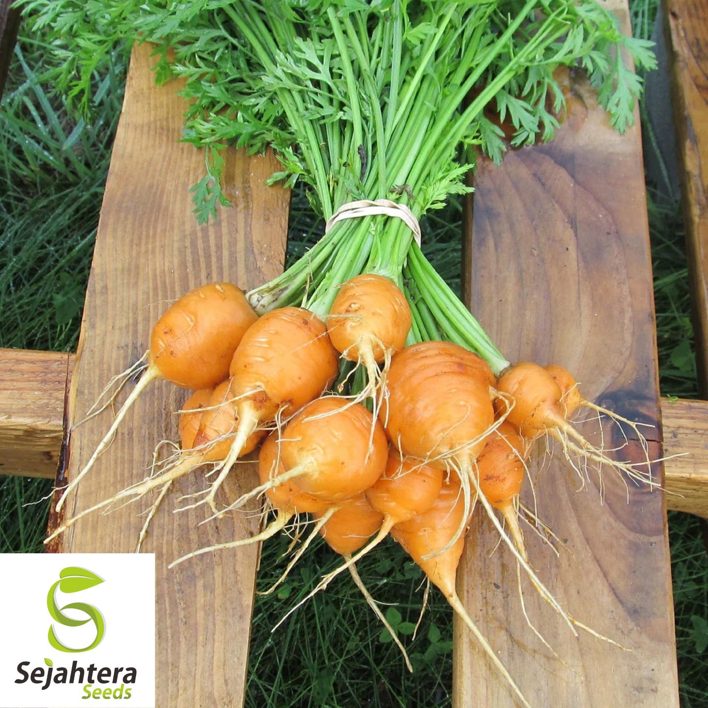Parisian Carrot Seeds 500+ | NON-GMO Vegetable Garden Heirloom USA