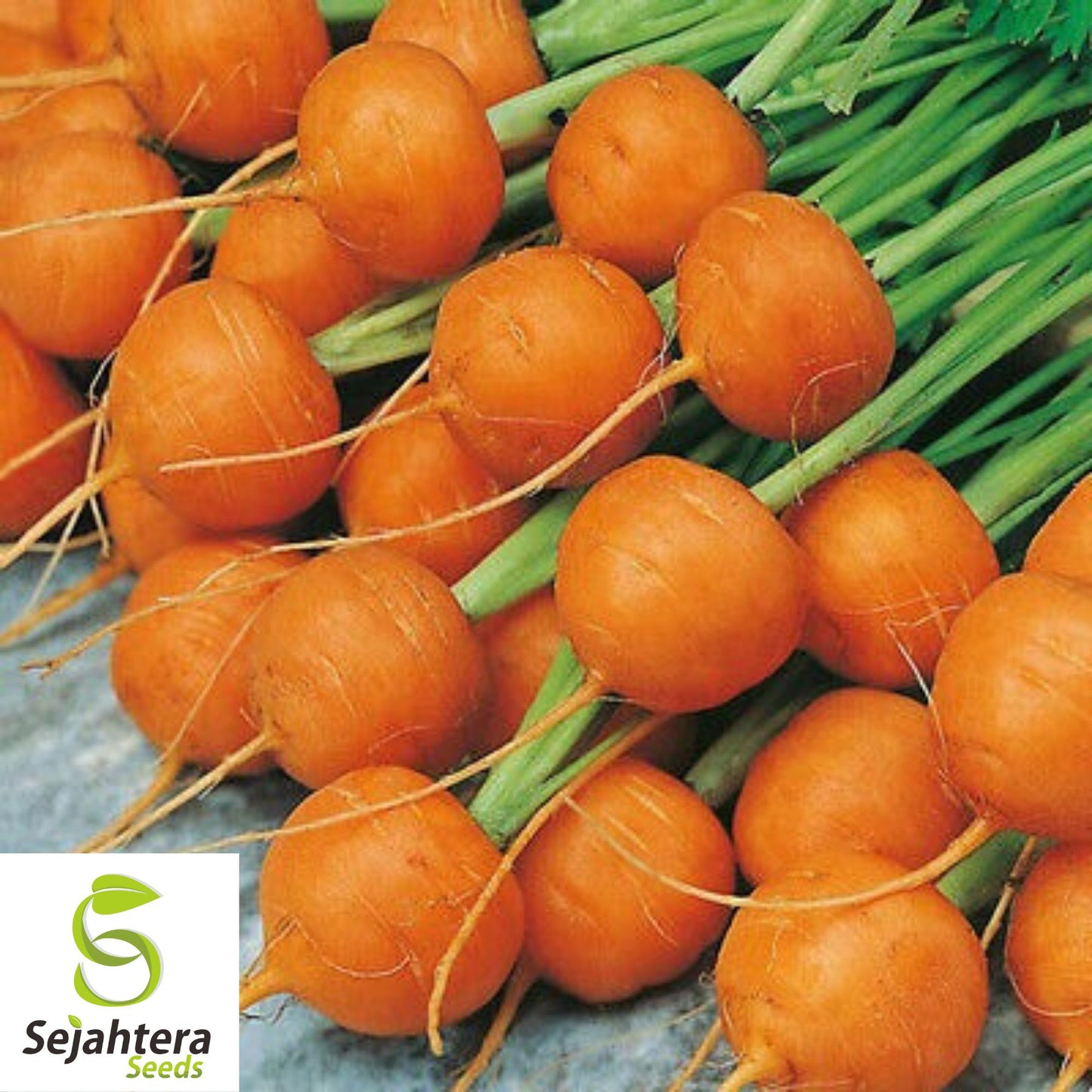 Parisian Carrot Seeds 500+ | NON-GMO Vegetable Garden Heirloom USA