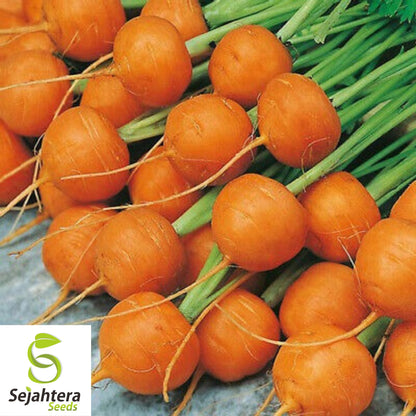 Parisian Carrot Seeds 500+ | NON-GMO Vegetable Garden Heirloom USA