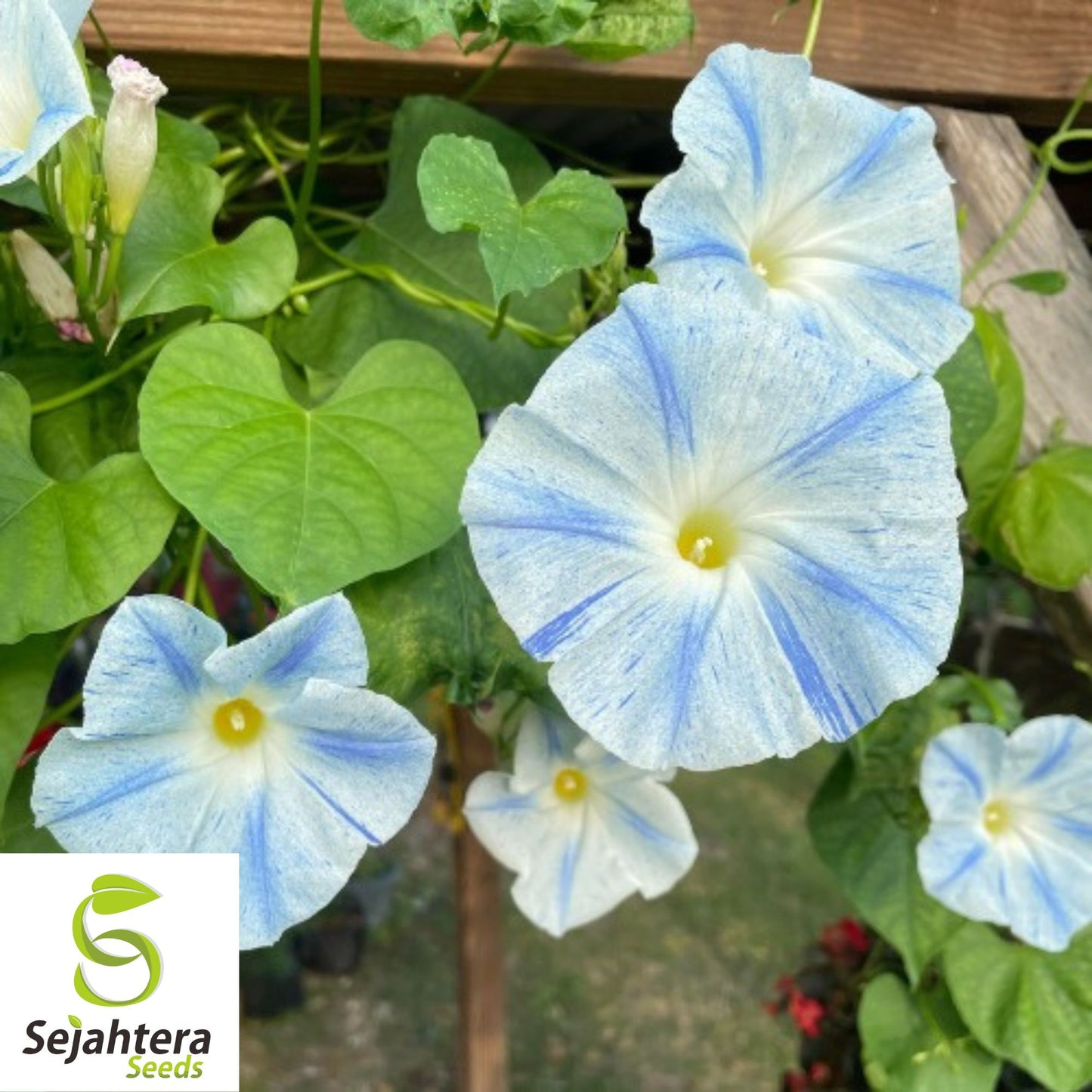 30+ Blue Star Morning Glory Seeds - Ipomea Tricolor, Vibrant Climbing Flower