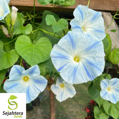 30+ Blue Star Morning Glory Seeds - Ipomea Tricolor, Vibrant Climbing Flower