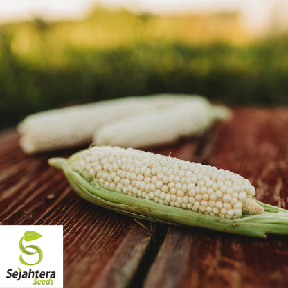 Country Gentleman White Corn Seeds 25 Ct | Sweet Heirloom Vegetable USA