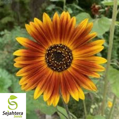 Earthwalker Sunflower Seeds - 100+ Heirloom, Colorful, Rare & Pollinator-Friendly