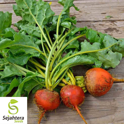 Beet Seeds Golden Detroit 50 Ct | Heirloom Vegetable Garden NON-GMO USA
