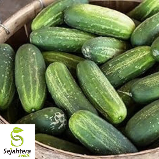 60+ Carolina Cucumber Seeds - Non-GMO, Pickling & Garden Fresh Variety