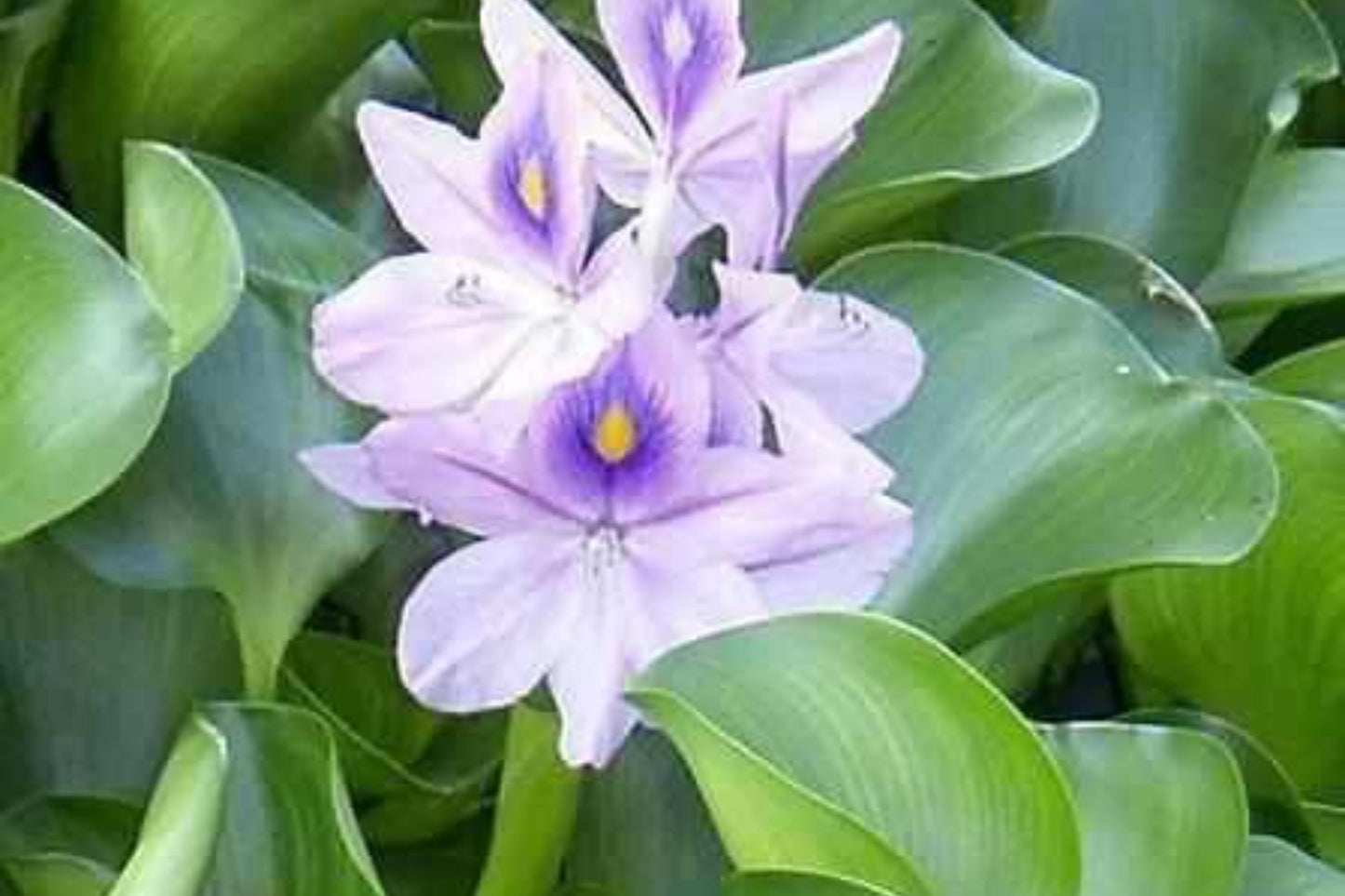 3 Medium Water Hyacinth Pond Plants | Floating Live Aquatic Plants