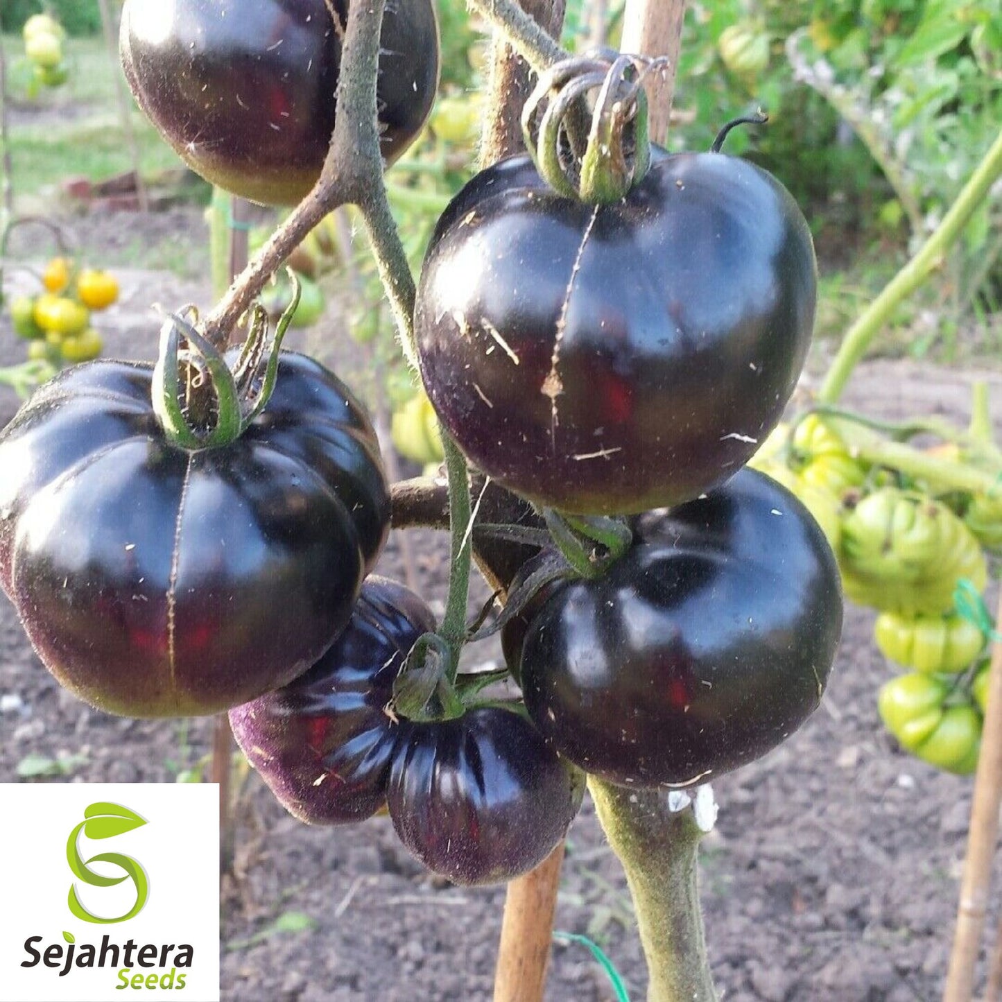 Black Sea Man Tomato Seeds - 120+ Heirloom, Organic, Non-GMO & Rare