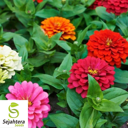 Zinnia Pumila Mix Seeds 200+ | Colorful Rainbow Blooms Flower NON-GMO USA