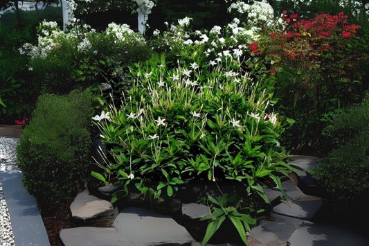 Needle Flower Live Plant - 4" Starter Size, Fragrant White Shooting Star, Alibertia Belize, Attracts Butterflies, Easy to Grow