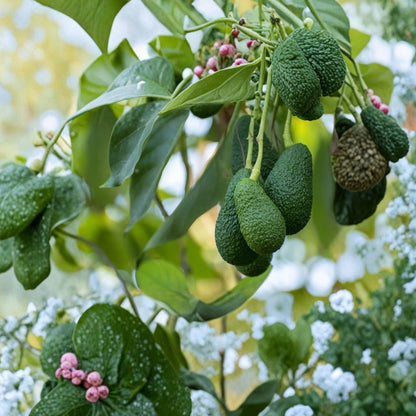 Avocado Tree Seedling – Persea americana Live Plant | 10 Inches Tall | Potted  Trimmed Starter Plant | Tropical Fruit Tree | Ready to Grow