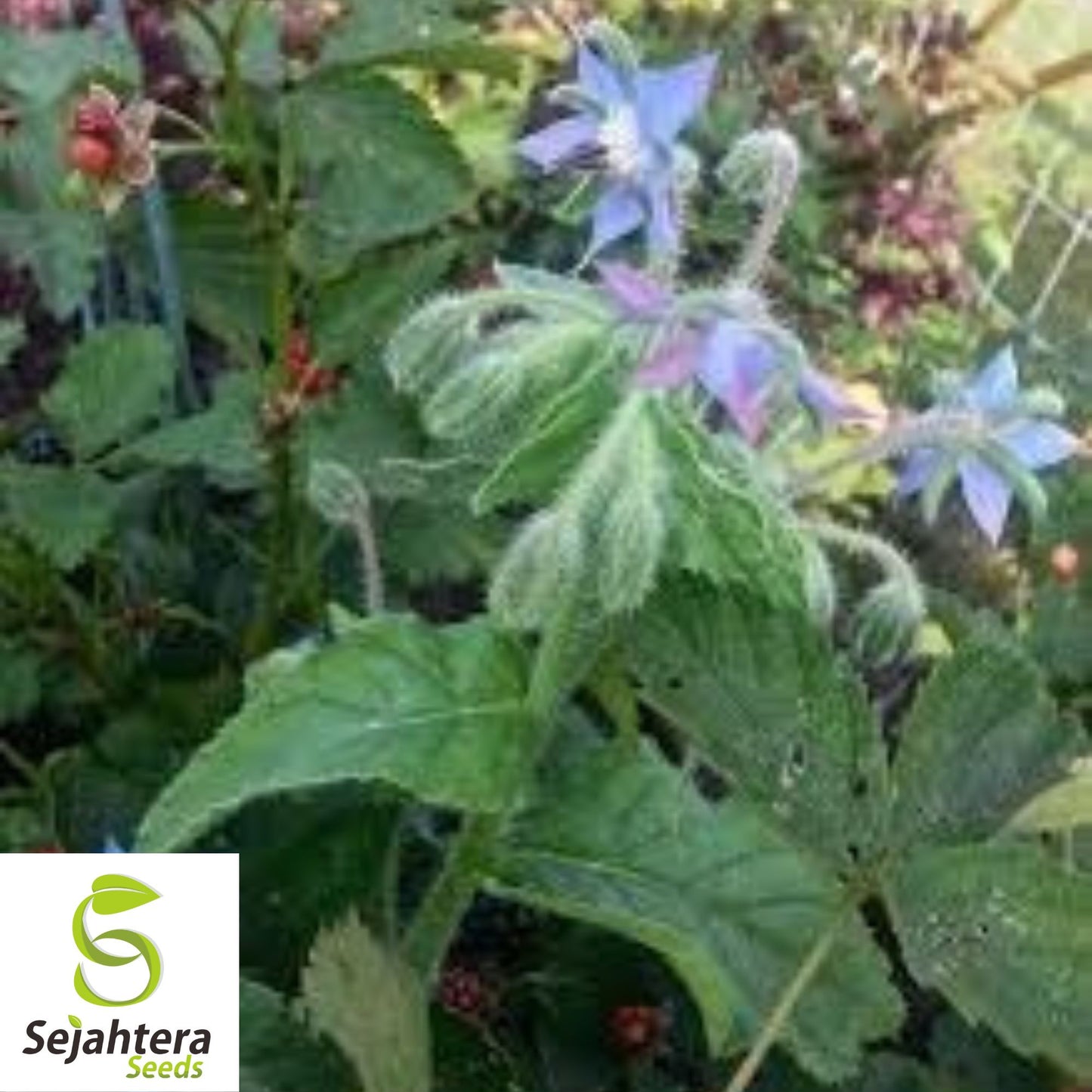 Borage Herb Seeds - 200+ Heirloom - Pest Repellent & Non-GMO - Fresh