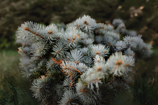 Qinghai Spruce Thick-leaf Spruce (Picea crassifolia)