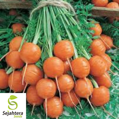 300 Parisian Market Carrot Seeds - Non-GMO, Sweet & Round Variety