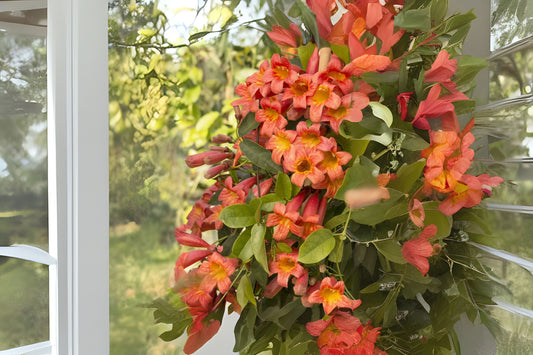 Crossvine Plant - Starter Size - Tangerine Beauty - Bignonia capreolata - Fast Growing Red Orange Trumpet Vine for Garden Decor