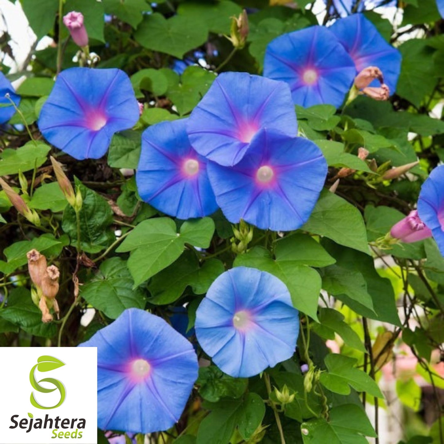 30+ Blue Star Morning Glory Seeds - Ipomea Tricolor, Vibrant Climbing Flower