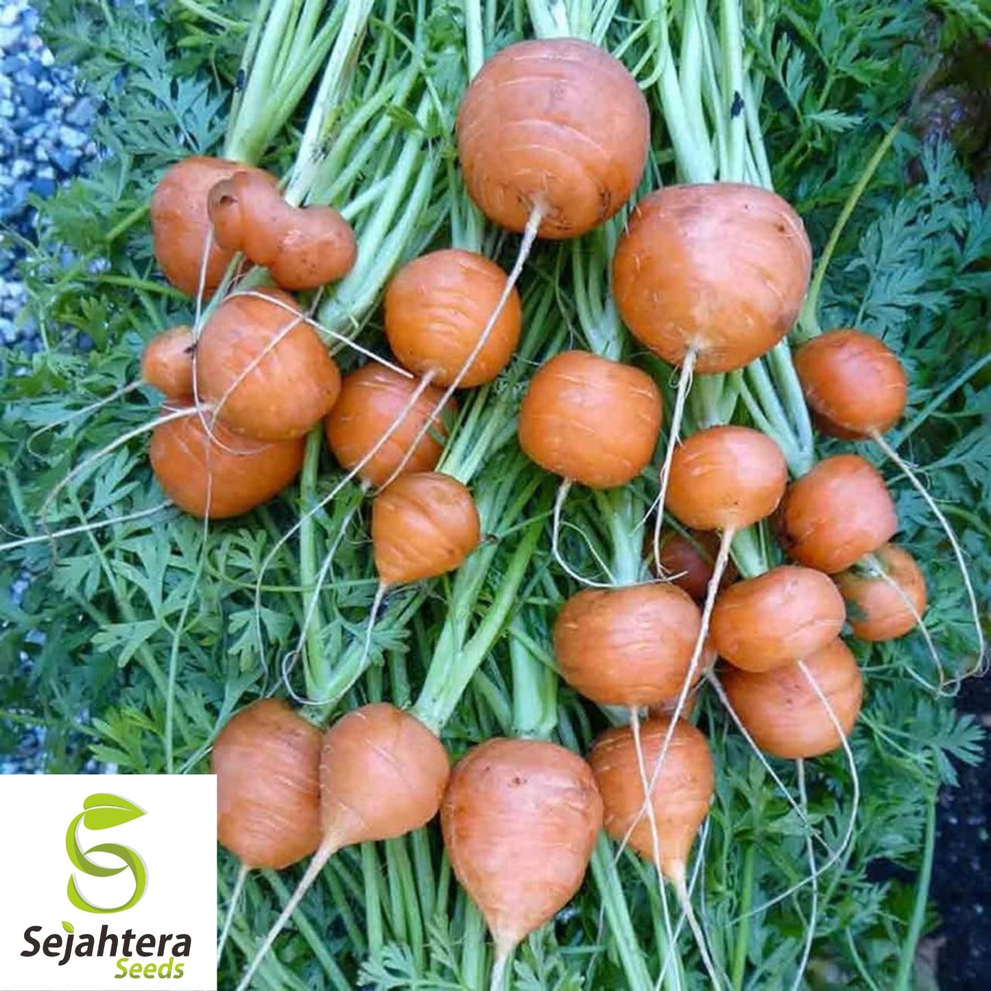 Parisian Carrot Seeds 500+ | NON-GMO Vegetable Garden Heirloom USA