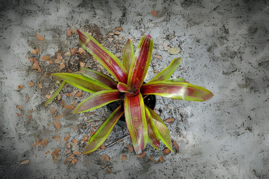 Bromeliad Plant 6" Pot Neoregelia Namaskar Burgundy Foliage (Neoregelia) - Perfect for Interior & Landscape Decor