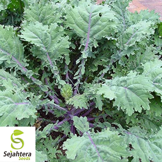 500 Red Russian Kale Seeds - Non-GMO, Tender & Nutritious Heirloom Variety