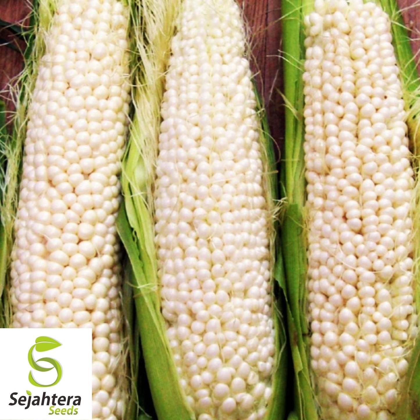 Country Gentleman White Corn Seeds 25 Ct | Sweet Heirloom Vegetable USA