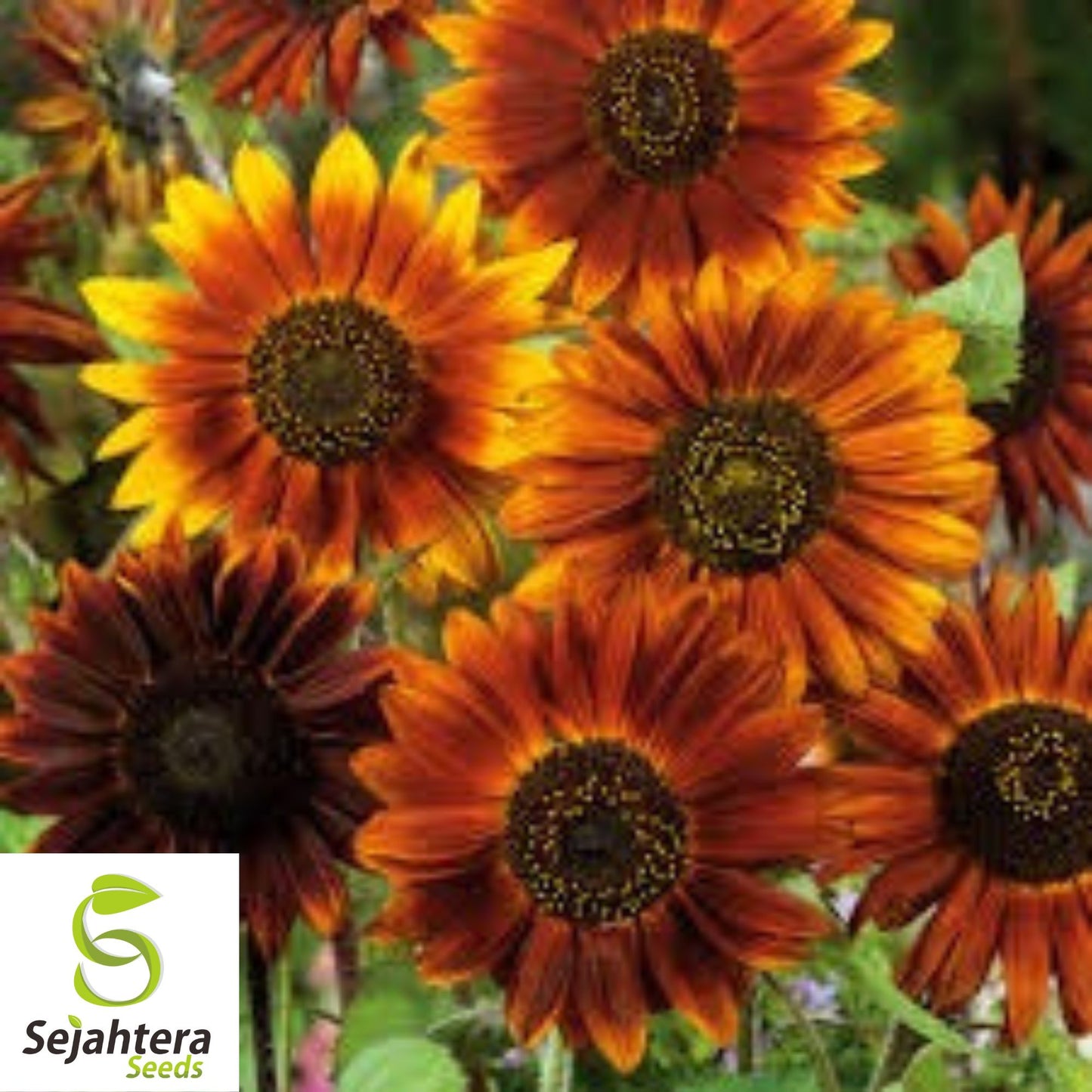 Earthwalker Sunflower Seeds - 100+ Heirloom, Colorful, Rare & Pollinator-Friendly
