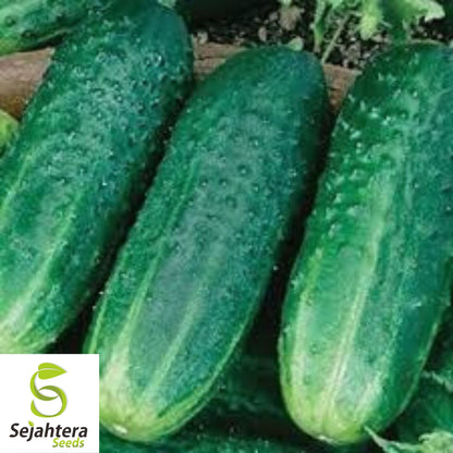 60+ Carolina Cucumber Seeds - Non-GMO, Pickling & Garden Fresh Variety