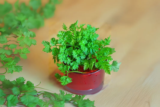 Chervil Chervil Gourmets Parsley (Anthriscus cerefolium)